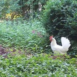 Aufgetaucht : Gallus Gallus Domesticus