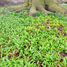 Der erste Kracher im Jahr