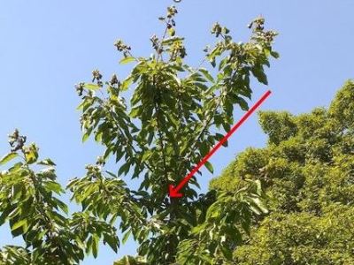 Die einzigartige Kirsche